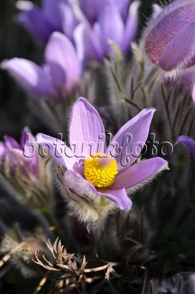 506046 - Spring pasque flower (Pulsatilla vernalis)