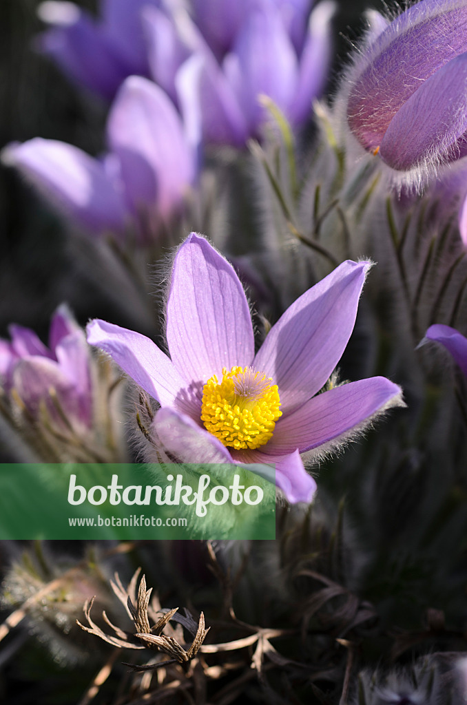 506046 - Spring pasque flower (Pulsatilla vernalis)