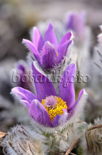 519014 - Spring pasque flower (Pulsatilla vernalis)