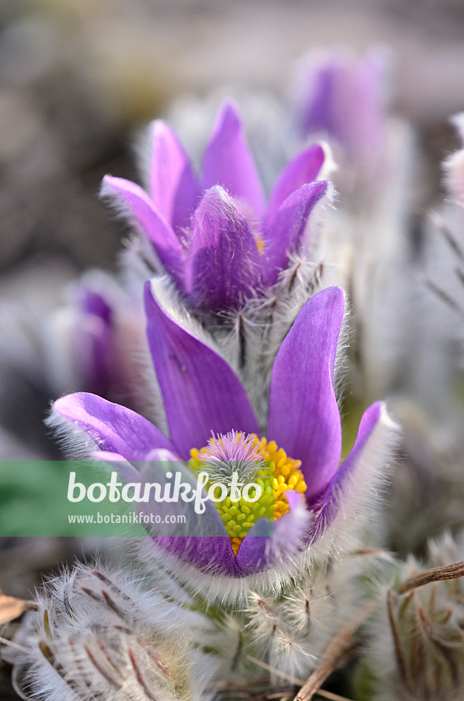 519014 - Spring pasque flower (Pulsatilla vernalis)