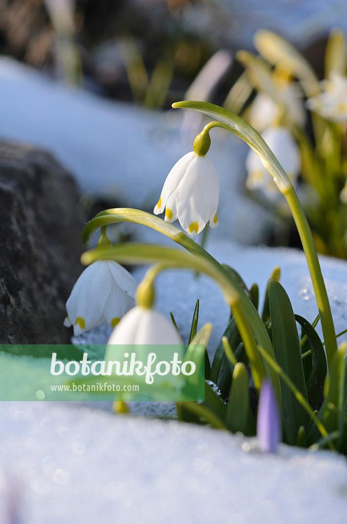 518120 - Spring snowflake (Leucojum vernum)