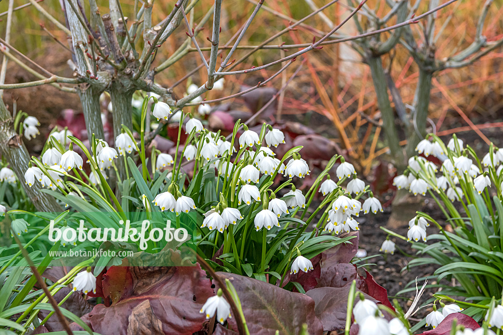 625245 - Spring snowflake (Leucojum vernum var. carpathicum)