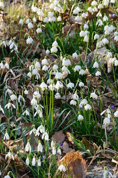 470035 - Spring snowflake (Leucojum vernum) and common snowdrop (Galanthus nivalis)