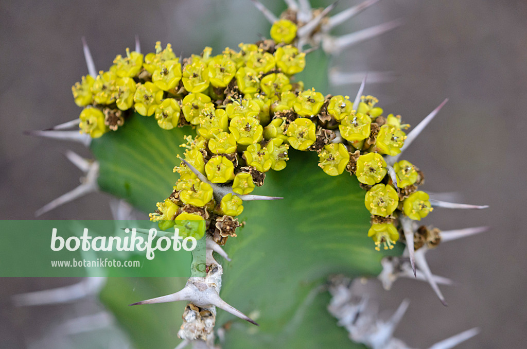 564173 - Spurge (Euphorbia cactus)