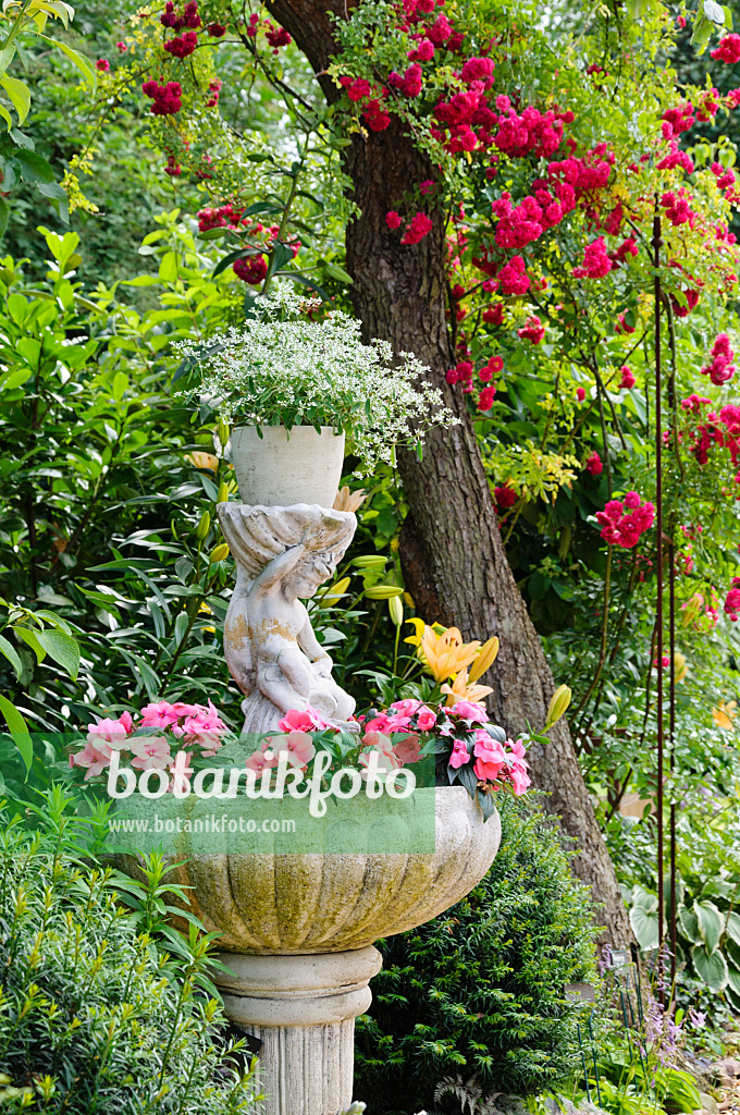 474151 - Spurge (Euphorbia hypericifolia 'Diamond Frost') and buzy Lizzie (Impatiens walleriana) in a fountain