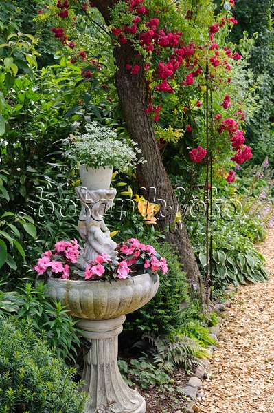 474152 - Spurge (Euphorbia hypericifolia 'Diamond Frost') and buzy Lizzie (Impatiens walleriana) in a fountain