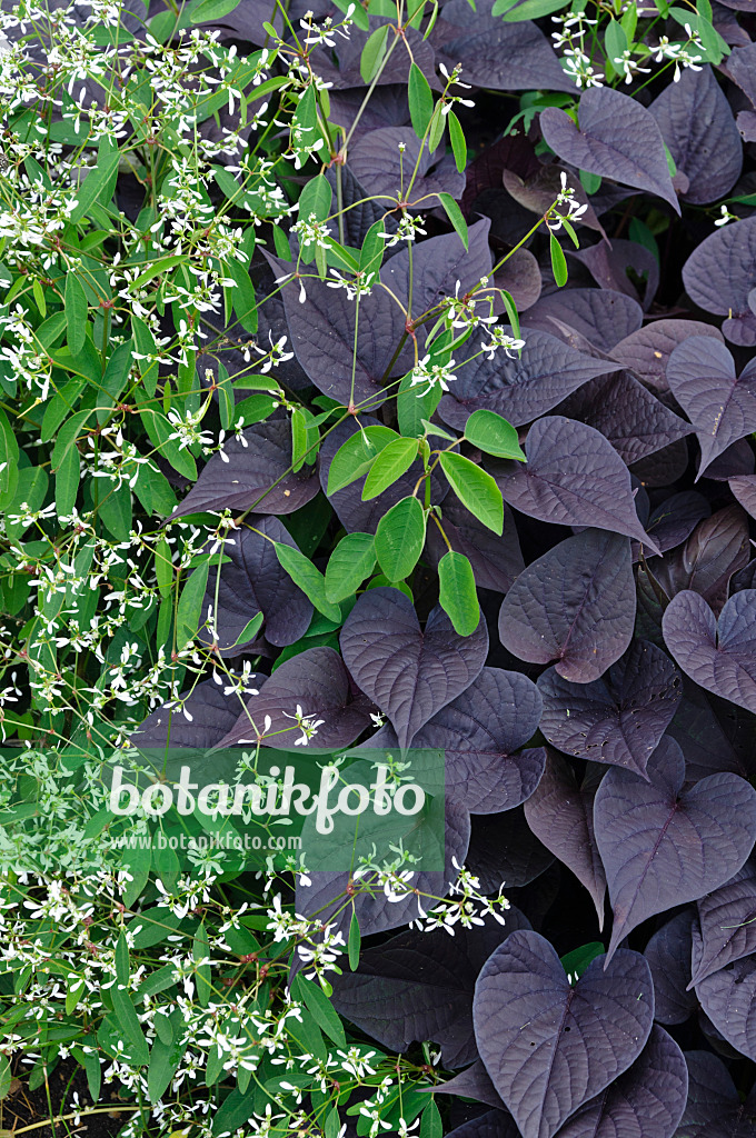 487223 - Spurge (Euphorbia hypericifolia 'Diamond Frost') and sweet potato (Ipomoea batatas 'Black Heart')