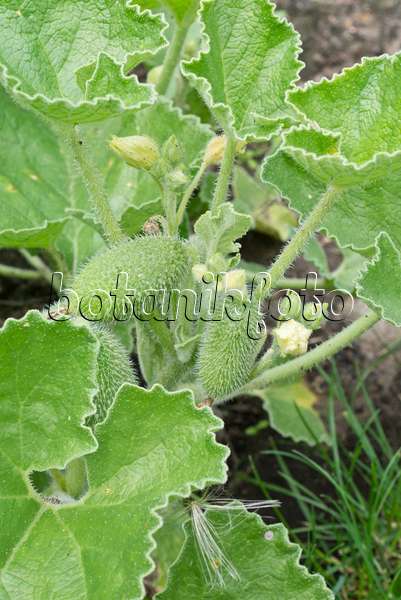 559027 - Squirting cucumber (Ecballium elaterium)