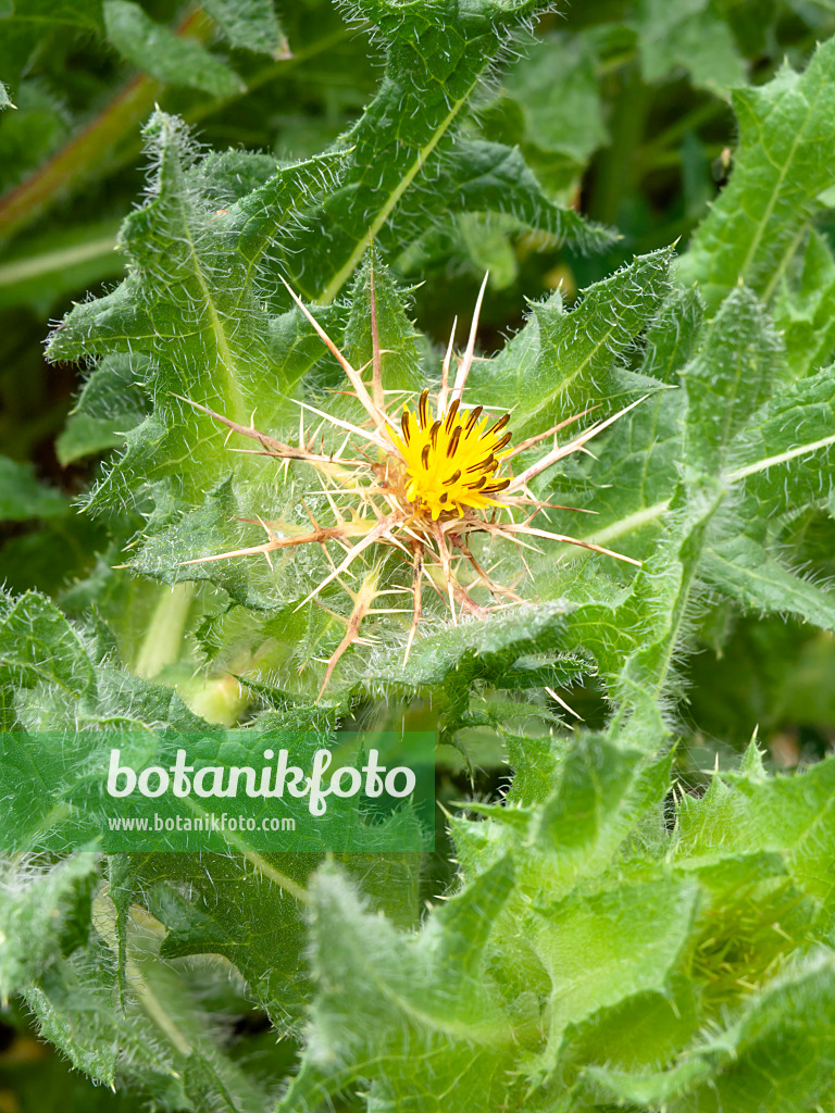 427010 - St. Benedict's thistle (Cnicus benedictus)