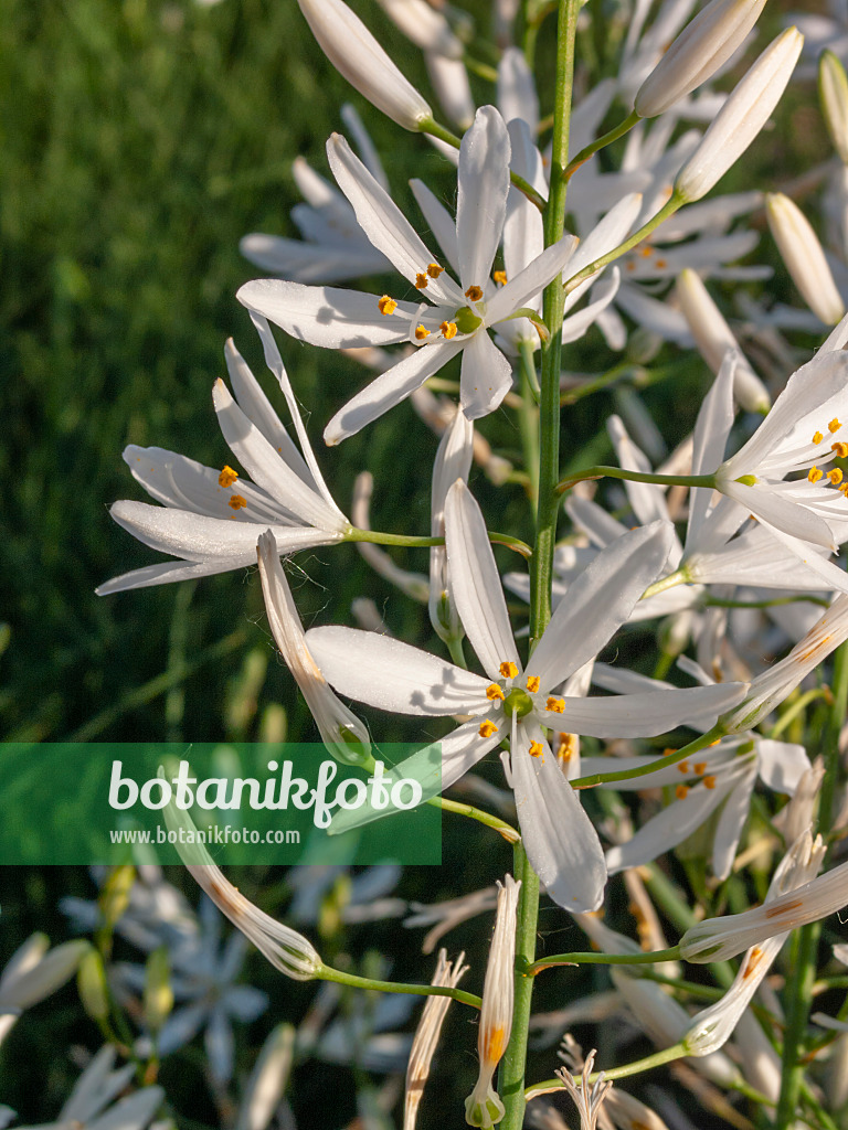 401285 - St. Bernhard's lily (Anthericum liliago)