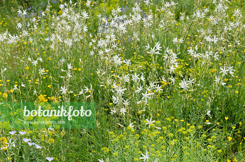 508530 - St. Bernhard's lily (Anthericum liliago)