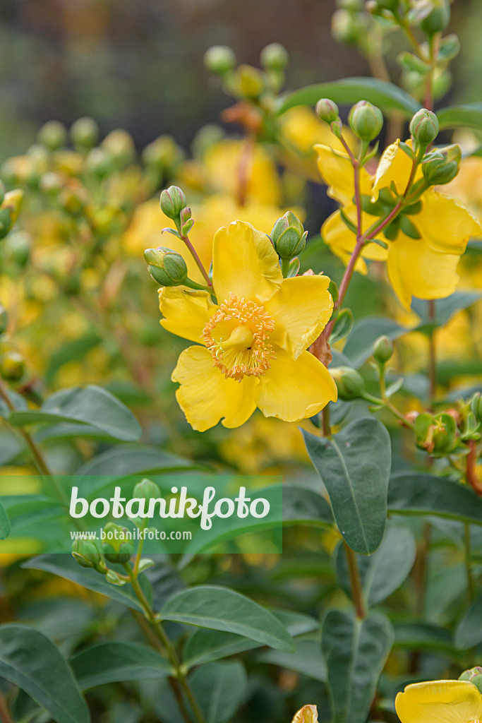 607113 - St. John's wort (Hypericum Hidcote)