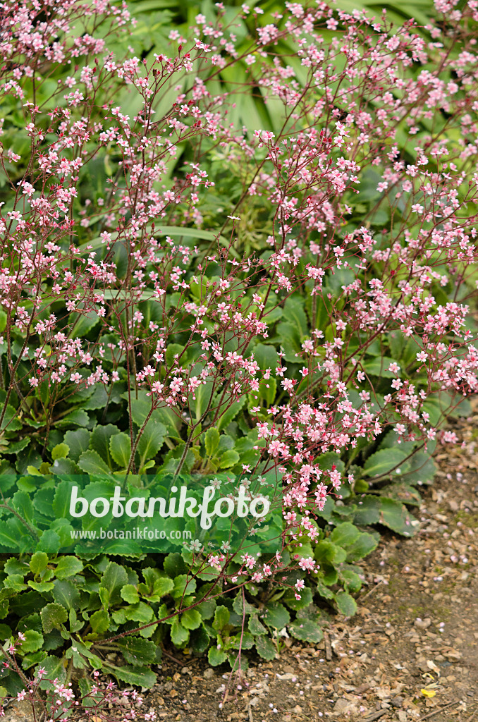 533252 - St. Patrick's cabbage (Saxifraga spathularis)