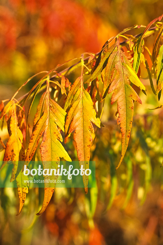 383065 - Stag's horn sumach (Rhus hirta 'Dissectum' syn. Rhus typhina 'Dissectum')