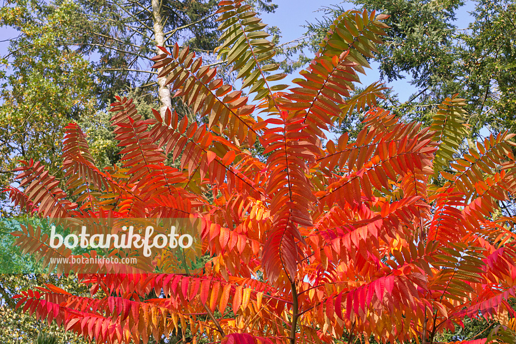 573124 - Stag's horn sumach (Rhus hirta syn. Rhus typhina)