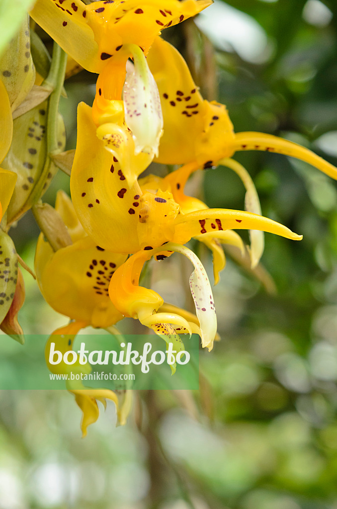 535196 - Stanhopea jenishiana