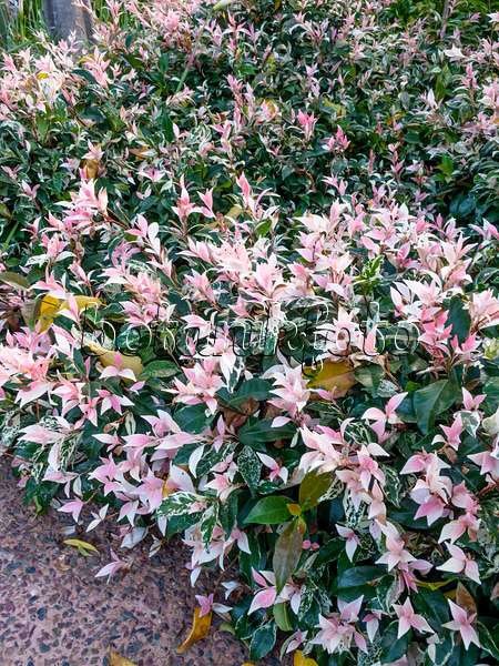 455156 - Star jasmine (Trachelospermum asiaticum 'Variegata')