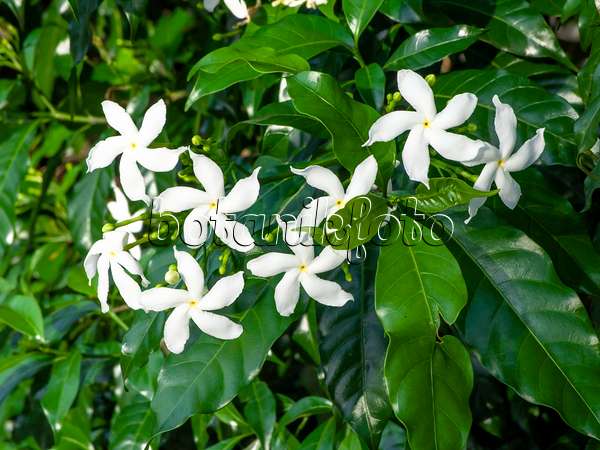 434090 - Star jasmine (Trachelospermum jasminoides)