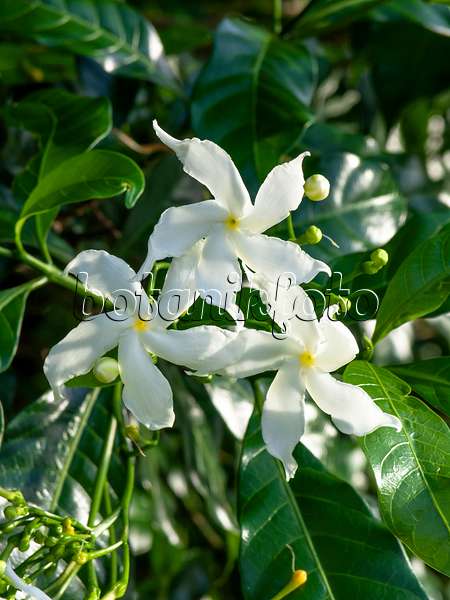 434091 - Star jasmine (Trachelospermum jasminoides)