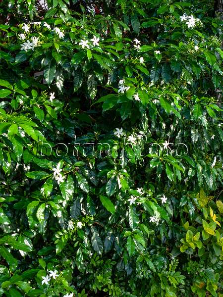 434092 - Star jasmine (Trachelospermum jasminoides)