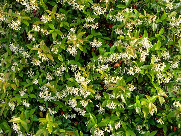 462057 - Star jasmine (Trachelospermum jasminoides)