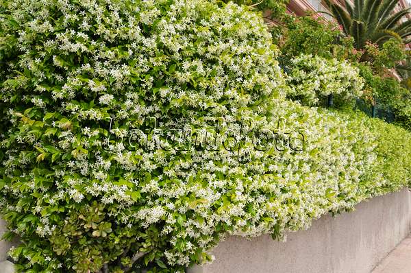 533021 - Star jasmine (Trachelospermum jasminoides)