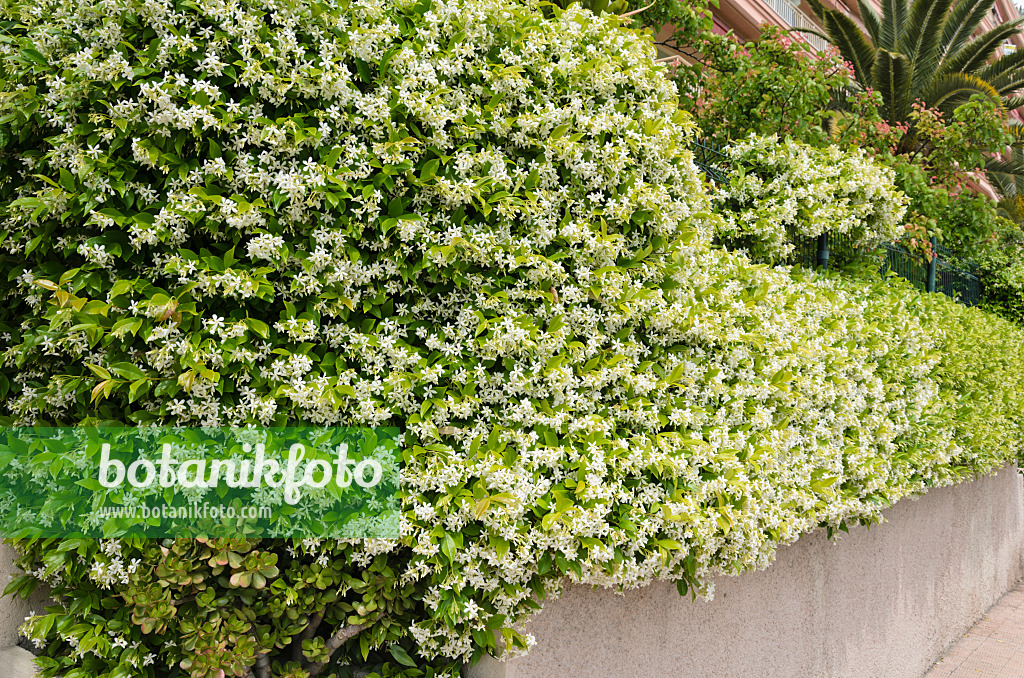 533021 - Star jasmine (Trachelospermum jasminoides)