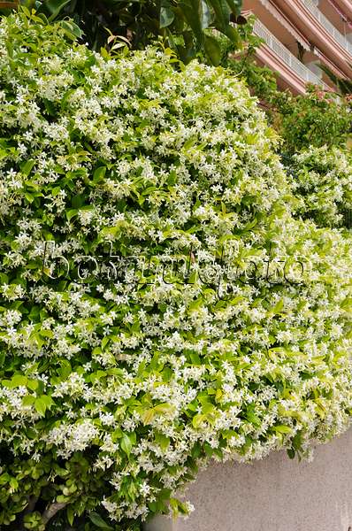 533022 - Star jasmine (Trachelospermum jasminoides)
