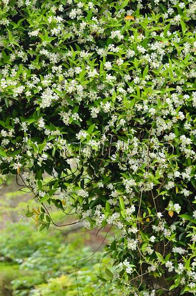 533034 - Star jasmine (Trachelospermum jasminoides)