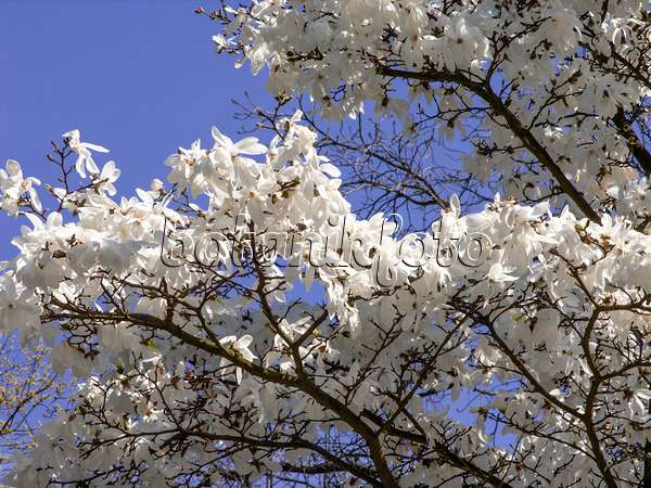 436241 - Star magnolia (Magnolia stellata)