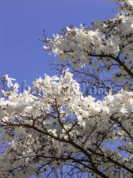 436242 - Star magnolia (Magnolia stellata)