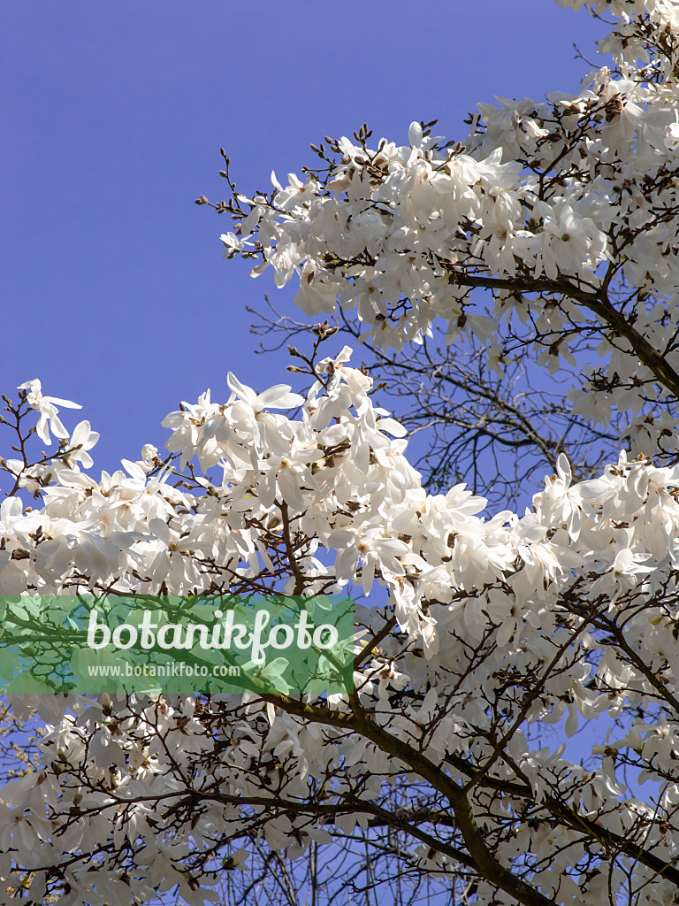 436242 - Star magnolia (Magnolia stellata)