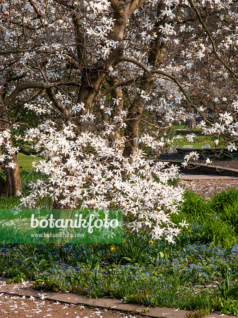 447048 - Star magnolia (Magnolia stellata)