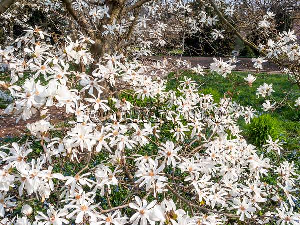 447050 - Star magnolia (Magnolia stellata)