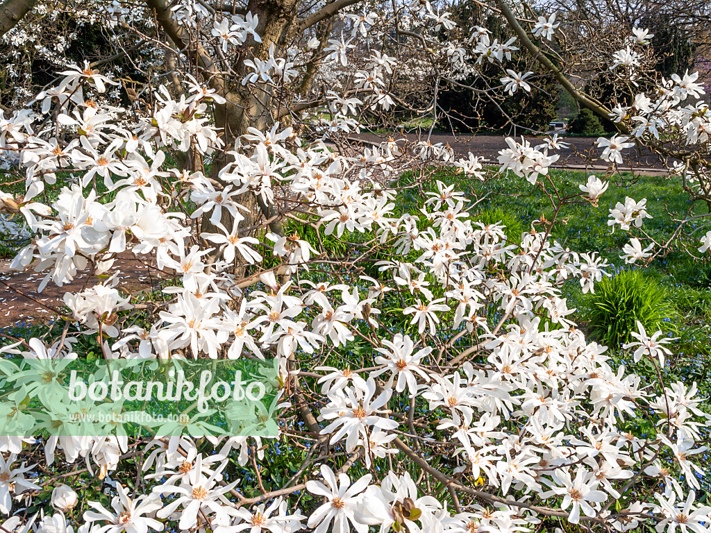 447050 - Star magnolia (Magnolia stellata)