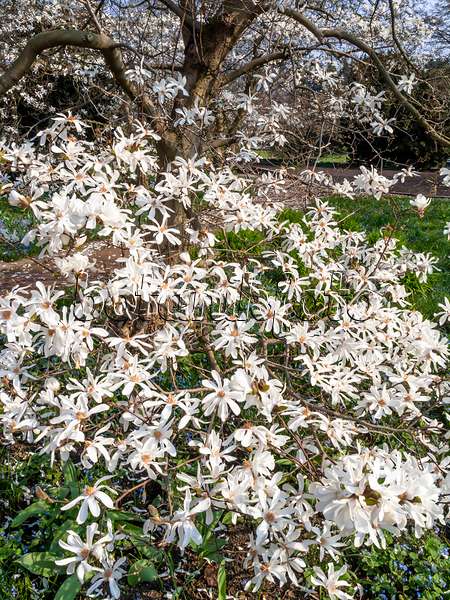 447051 - Star magnolia (Magnolia stellata)