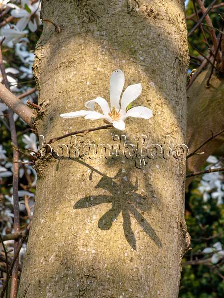 447057 - Star magnolia (Magnolia stellata)