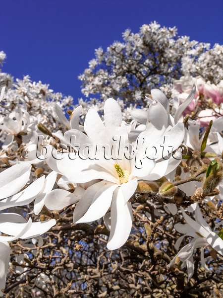448002 - Star magnolia (Magnolia stellata)