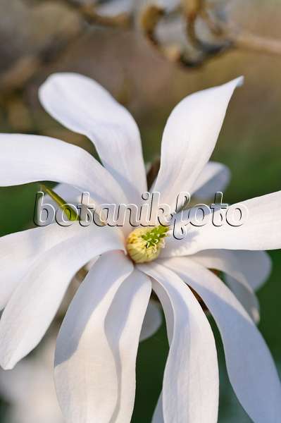 471113 - Star magnolia (Magnolia stellata)