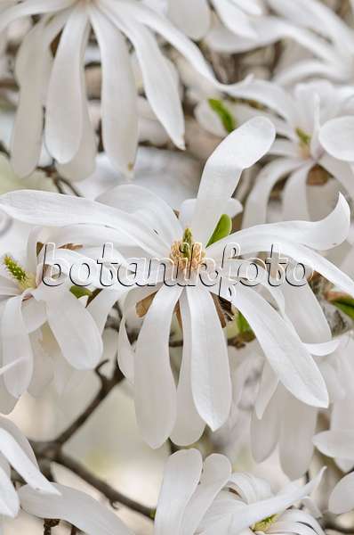 519115 - Star magnolia (Magnolia stellata)
