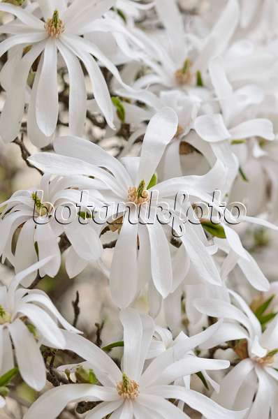 519116 - Star magnolia (Magnolia stellata)