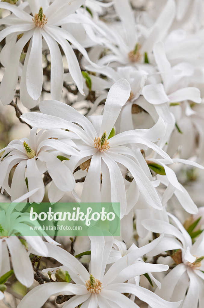 519116 - Star magnolia (Magnolia stellata)