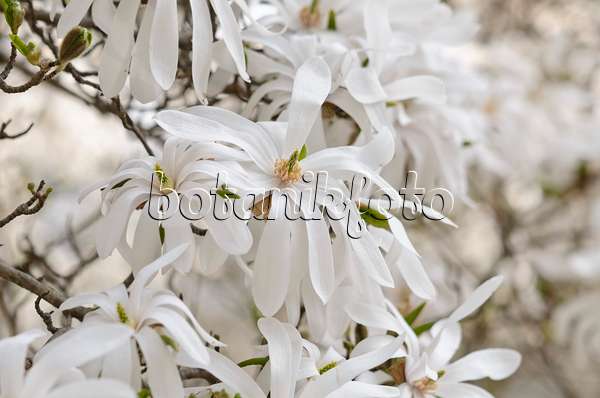 519117 - Star magnolia (Magnolia stellata)