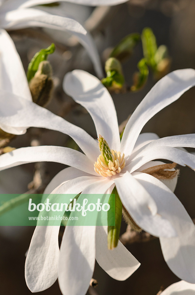 519138 - Star magnolia (Magnolia stellata)