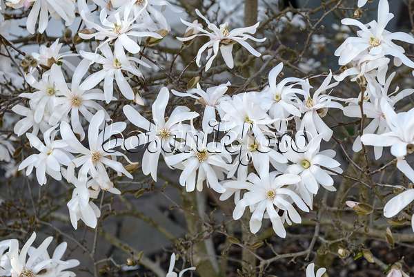 558155 - Star magnolia (Magnolia stellata)