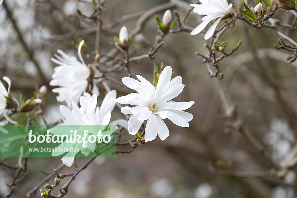 625260 - Star magnolia (Magnolia stellata)