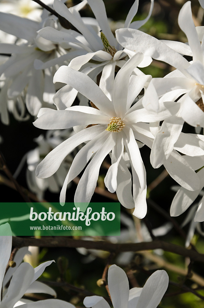 495191 - Star magnolia (Magnolia stellata 'Royal Star')