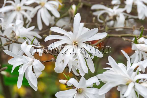 625258 - Star magnolia (Magnolia stellata 'Waterlily')