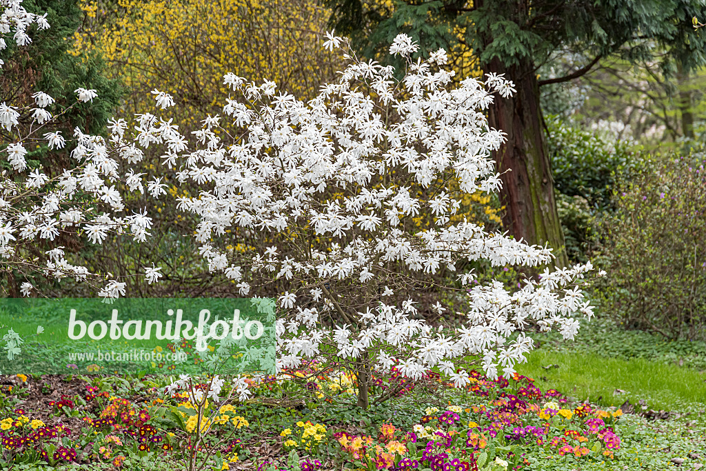 625259 - Star magnolia (Magnolia stellata 'Waterlily')