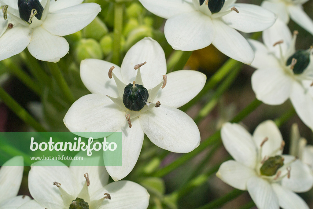 595032 - Star-of-Bethlehem (Ornithogalum sandersonii)